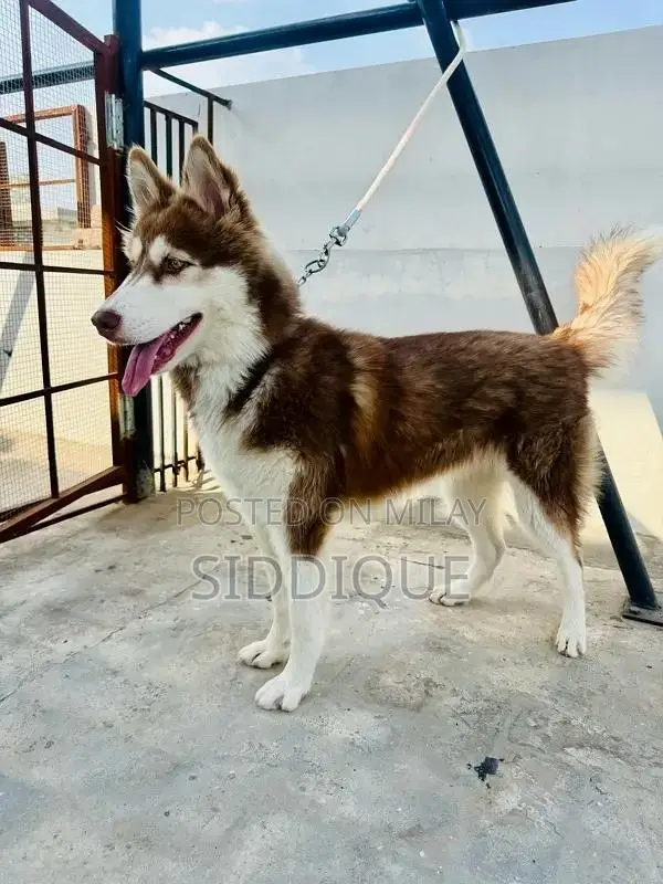 Siberian Husky Female Puppy with Unique Eye Color