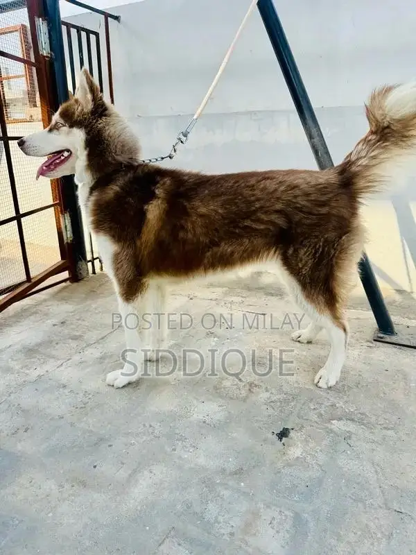 Siberian Husky Female Puppy with Unique Eye Color