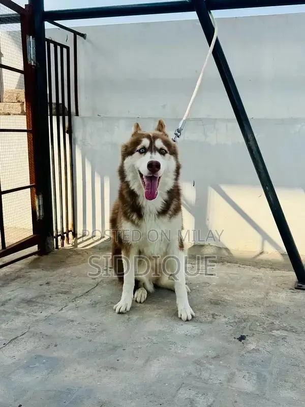 Siberian Husky Female Puppy with Unique Eye Color