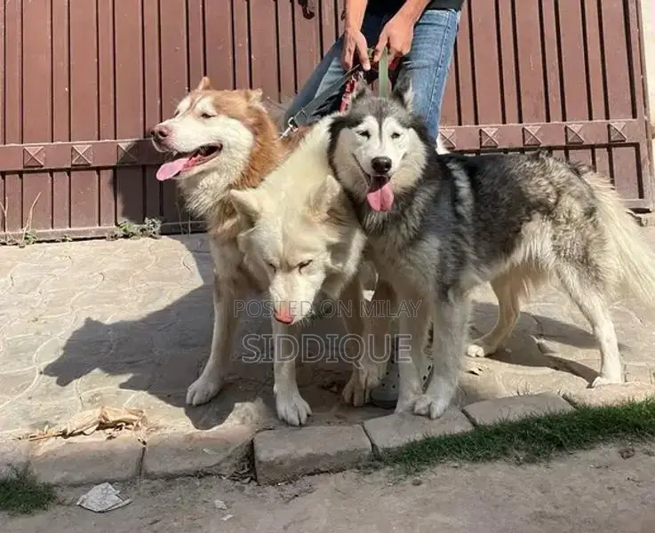 Siberian Husky Female Puppy with Unique Eye Color