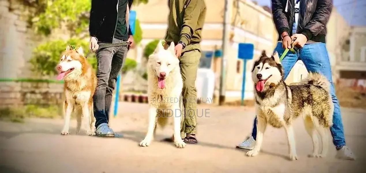 Siberian Husky Female Puppy with Unique Eye Color