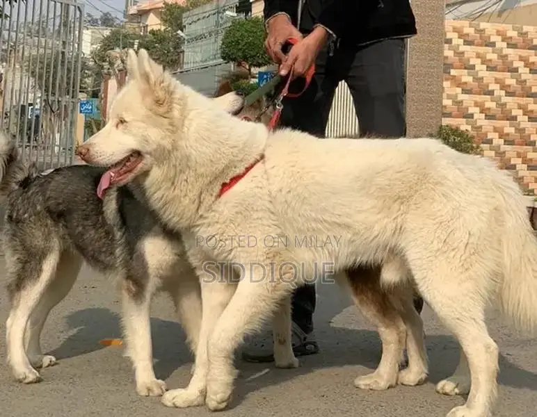 Siberian Husky Female Puppy with Unique Eye Color