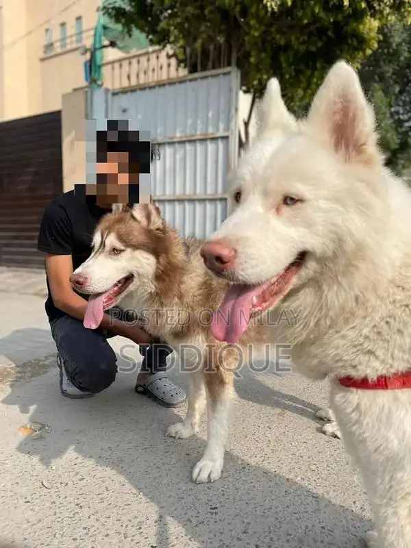 Siberian Husky Female Puppy with Unique Eye Color