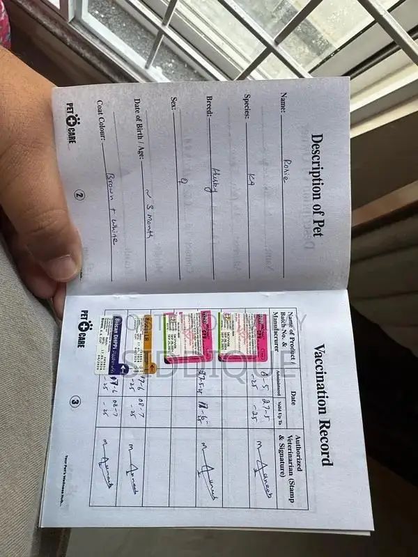 Siberian Husky Female Puppy with Unique Eye Color