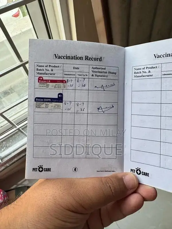 Siberian Husky Female Puppy with Unique Eye Color