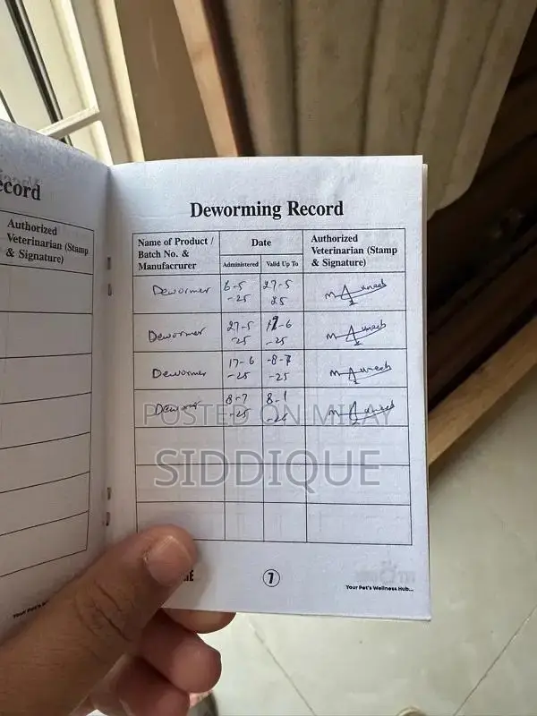 Siberian Husky Female Puppy with Unique Eye Color