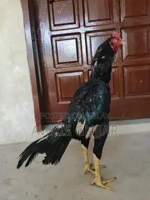 Premium Lasani Patha - High-Quality Traditional Textile Product