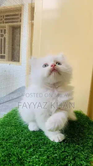 Photo - Young Female Persian Cat - Rare Triple Coat Quality