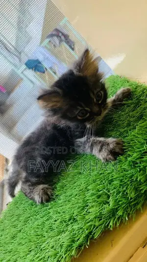 Young Female Persian Cat - Rare Triple Coat Quality