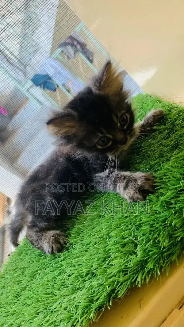Young Female Persian Cat - Rare Triple Coat Quality