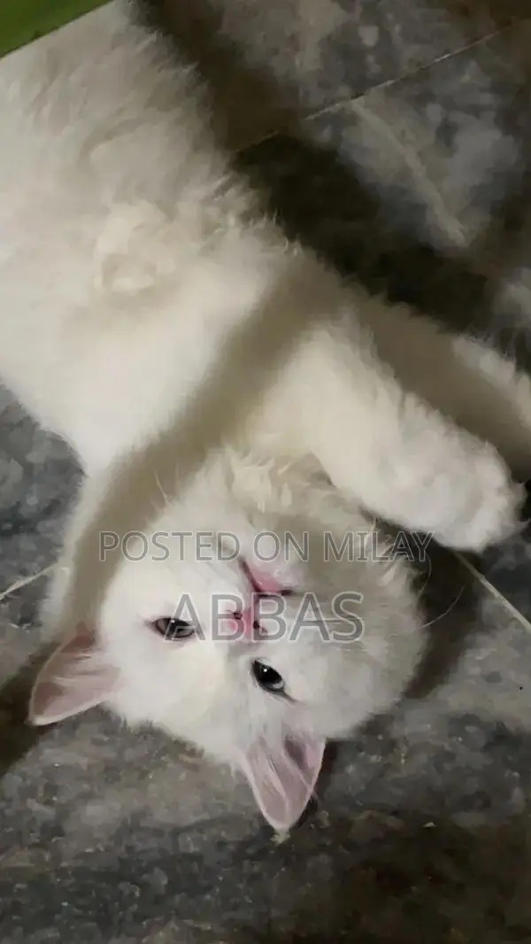 Playful Vaccinated Cat with Unique Odd Eye Coloration