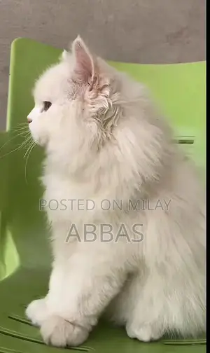 Playful Vaccinated Cat with Unique Odd Eye Coloration