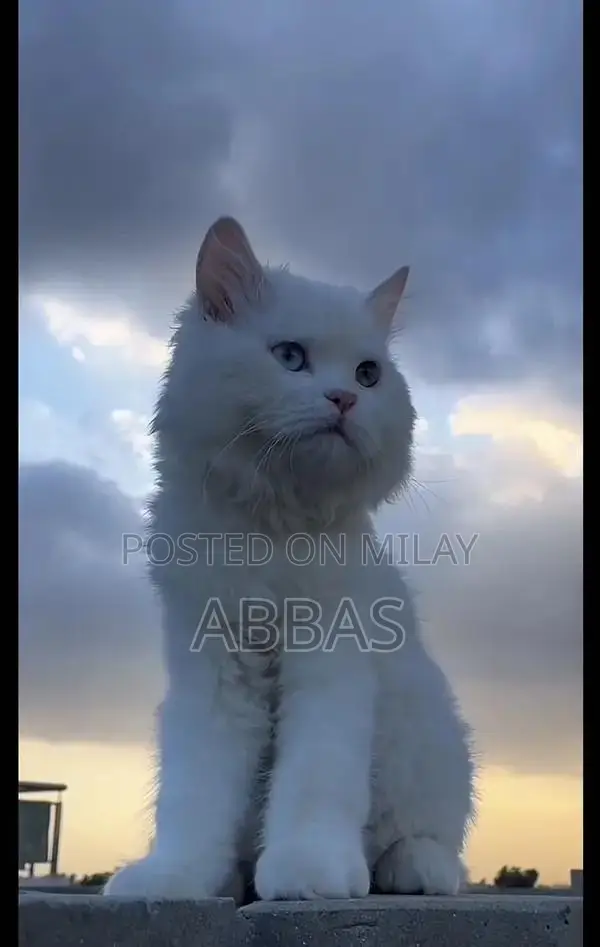 Playful Vaccinated Cat with Unique Odd Eye Coloration