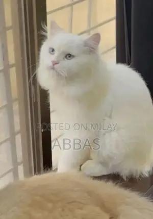 Playful Vaccinated Cat with Unique Odd Eye Coloration