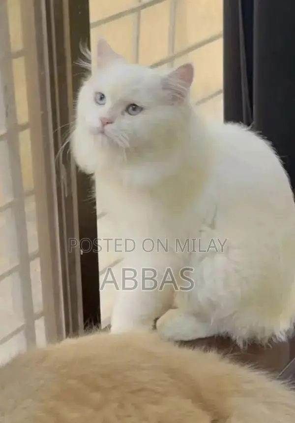 Playful Vaccinated Cat with Unique Odd Eye Coloration