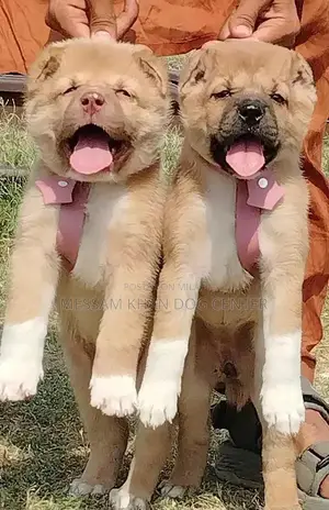 Photo - Kurdish Kangal Puppies - Exceptional Security Dog Breed