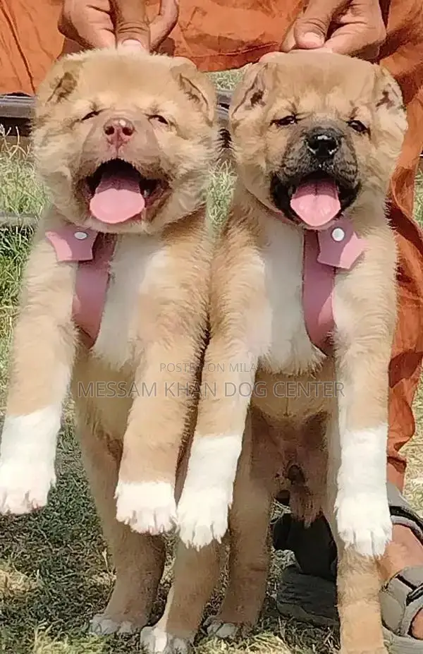 Kurdish Kangal Puppies - Exceptional Security Dog Breed
