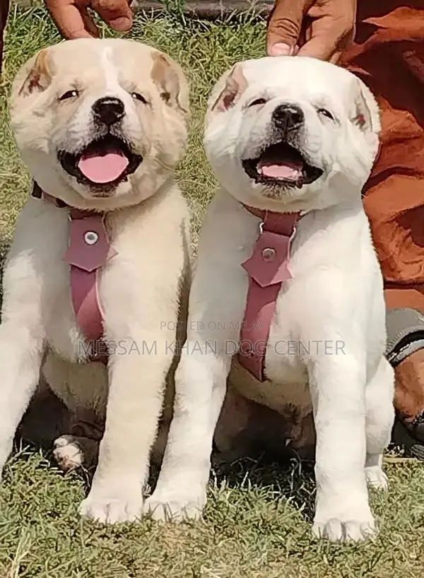 Kurdish Kangal Puppies - Exceptional Security Dog Breed