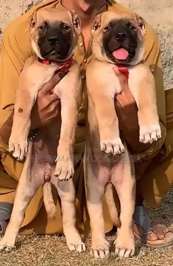 Kurdish Kangal Puppies - Exceptional Security Dog Breed