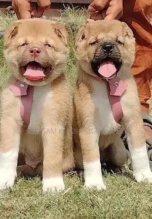 Kurdish Kangal Puppies - Exceptional Security Dog Breed