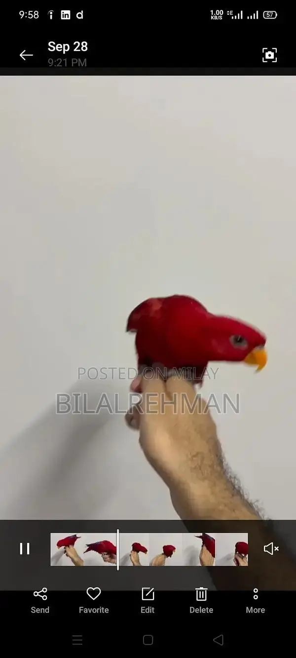 Gray Parrot Babies - Young Companions for Bird Enthusiasts