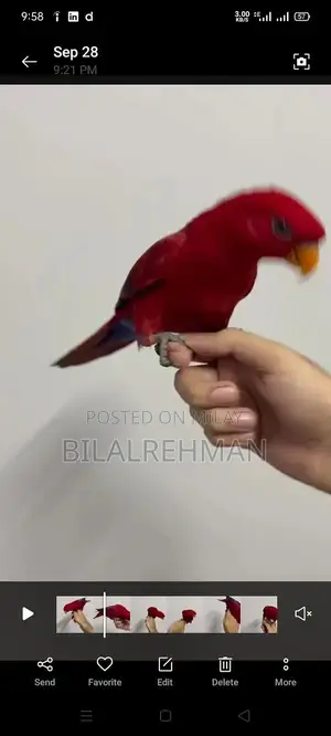 Gray Parrot Babies - Young Companions for Bird Enthusiasts