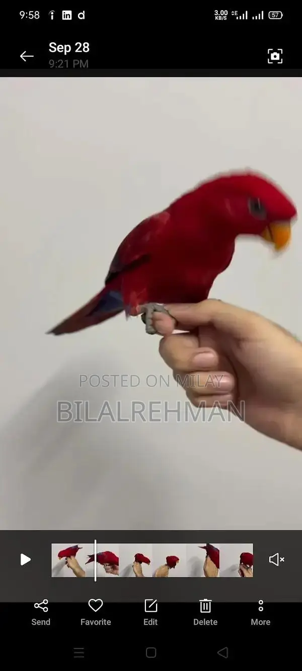 Gray Parrot Babies - Young Companions for Bird Enthusiasts