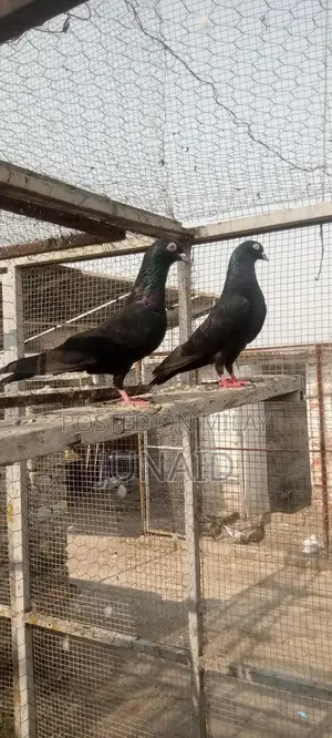 Indian Zaa Small Animal Pair for Sale