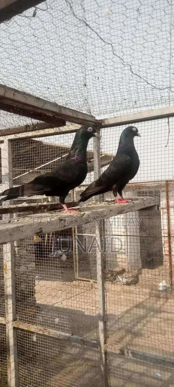 Indian Zaa Small Animal Pair for Sale