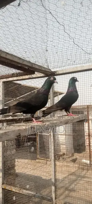 Indian Zaa Small Animal Pair for Sale