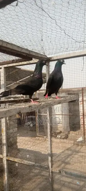 Indian Zaa Small Animal Pair for Sale