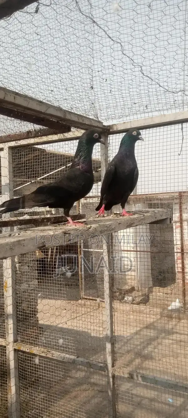 Indian Zaa Small Animal Pair for Sale