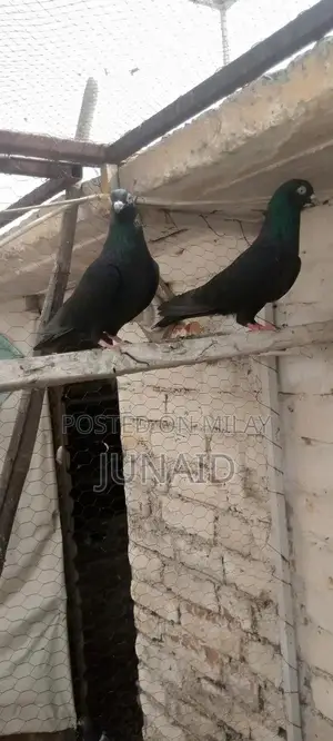 Indian Zaa Small Animal Pair for Sale