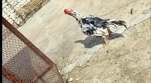 Antique Silver Decorative Bird Figurine - Elegant Home Accent Piece