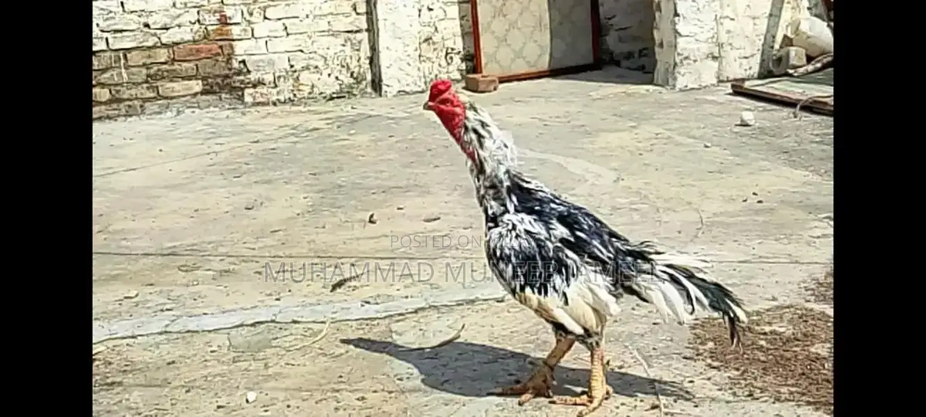 Antique Silver Decorative Bird Figurine - Elegant Home Accent Piece