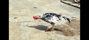 Antique Silver Decorative Bird Figurine - Elegant Home Accent Piece