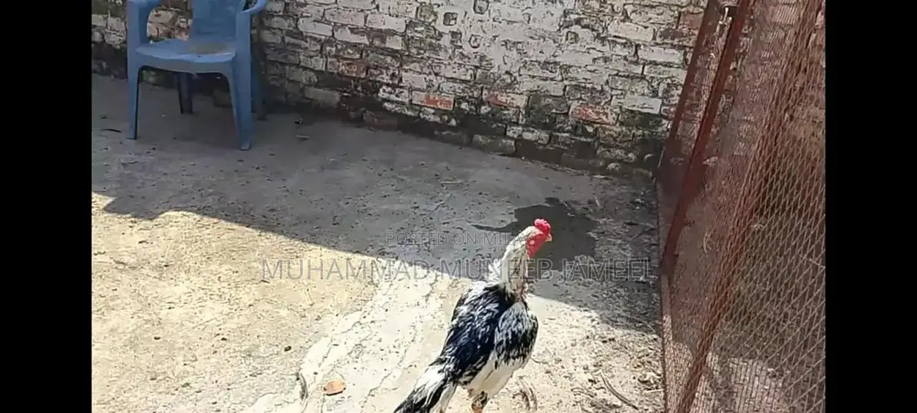 Antique Silver Decorative Bird Figurine - Elegant Home Accent Piece