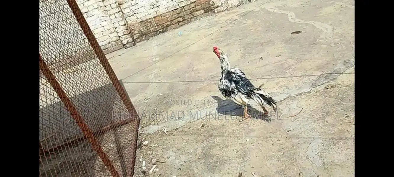 Antique Silver Decorative Bird Figurine - Elegant Home Accent Piece