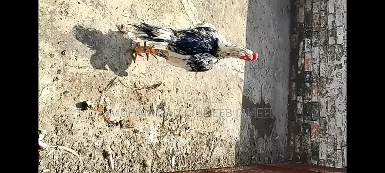 Antique Silver Decorative Bird Figurine - Elegant Home Accent Piece