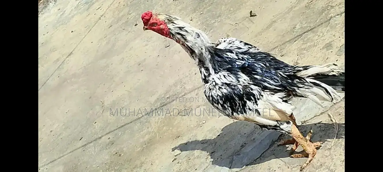 Antique Silver Decorative Bird Figurine - Elegant Home Accent Piece