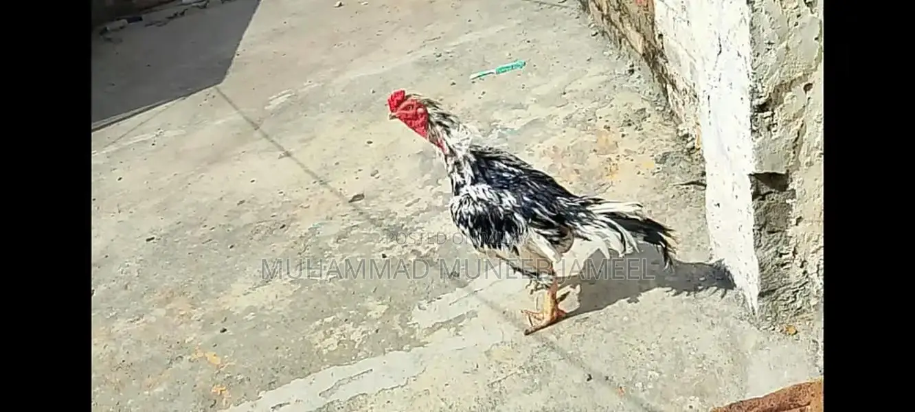 Antique Silver Decorative Bird Figurine - Elegant Home Accent Piece