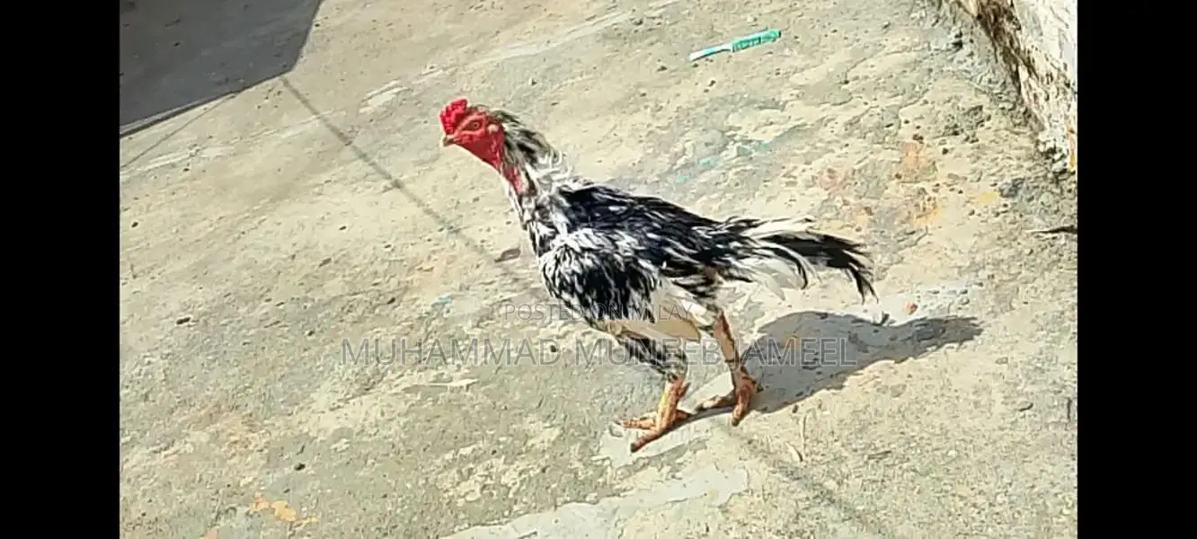 Antique Silver Decorative Bird Figurine - Elegant Home Accent Piece