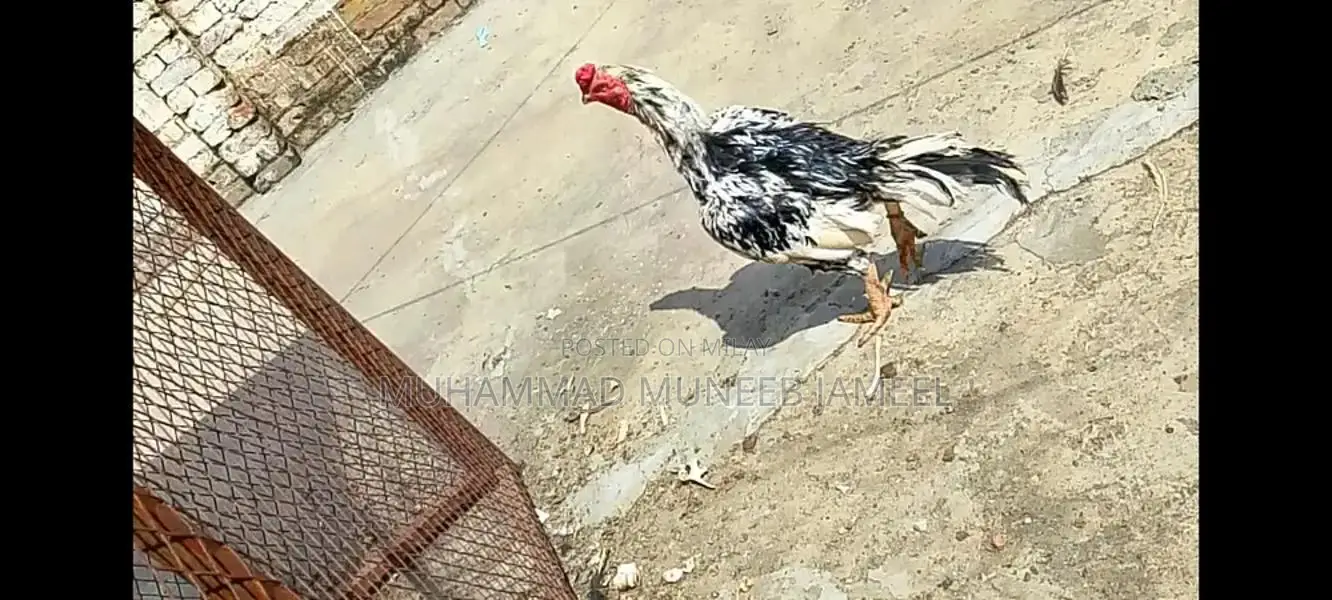 Antique Silver Decorative Bird Figurine - Elegant Home Accent Piece