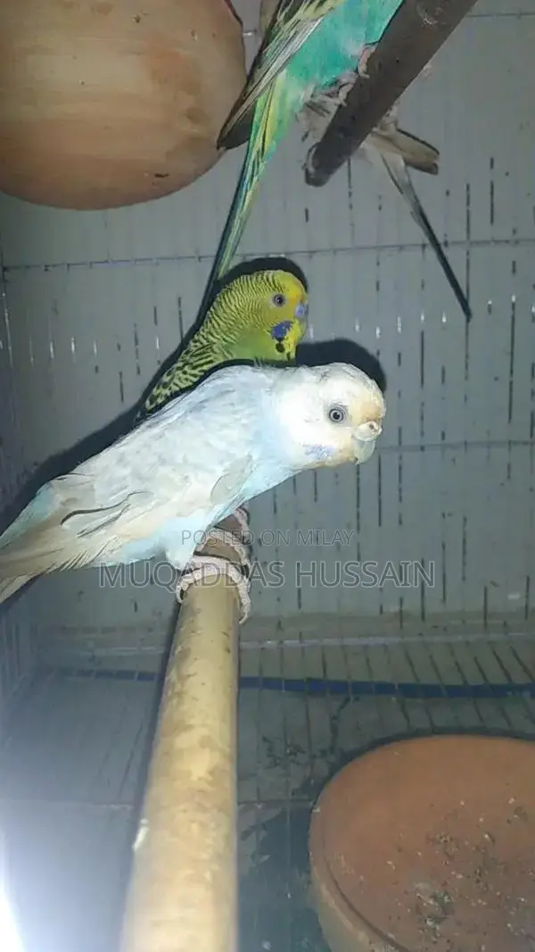 All Setup Bird Breeding Cage for Multiple Pairs