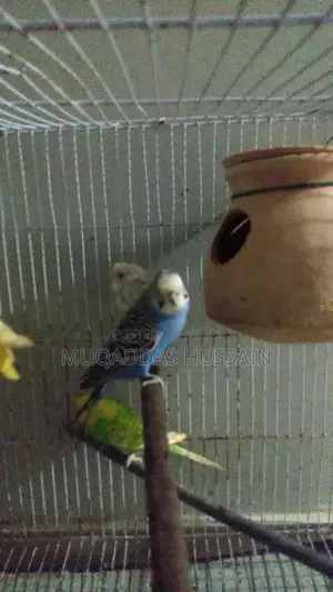 All Setup Bird Breeding Cage for Multiple Pairs