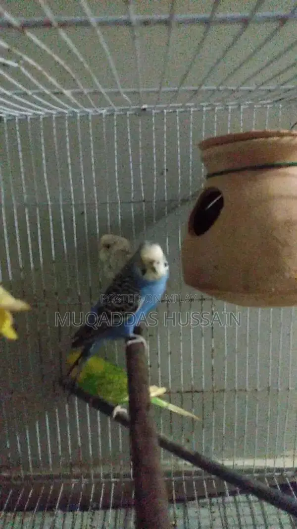 All Setup Bird Breeding Cage for Multiple Pairs