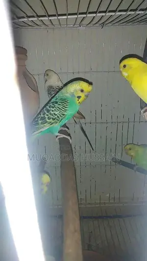 All Setup Bird Breeding Cage for Multiple Pairs