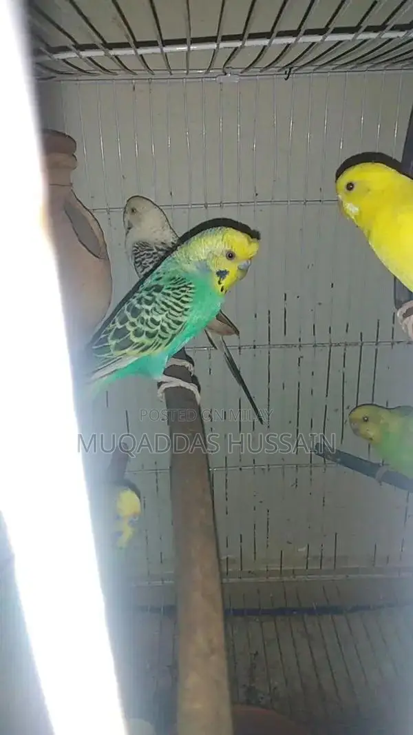 All Setup Bird Breeding Cage for Multiple Pairs