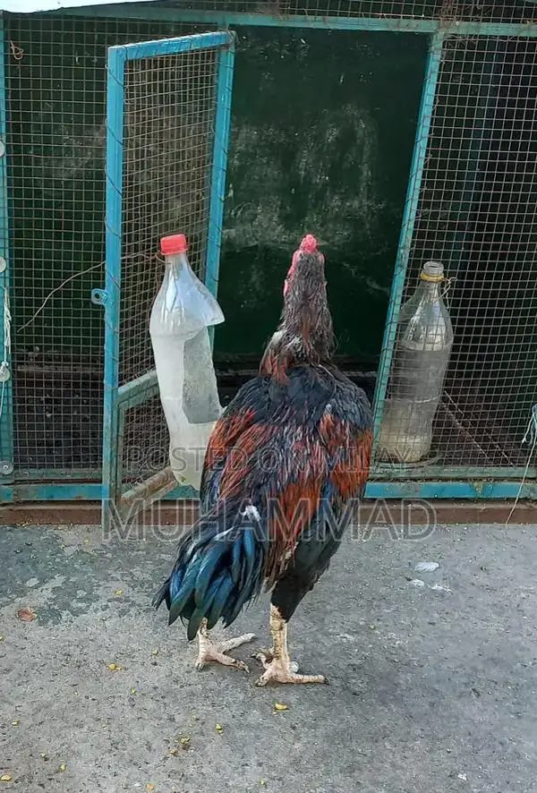 Lakha Traditional Ethnic Wear - Male and Female Clothing Options