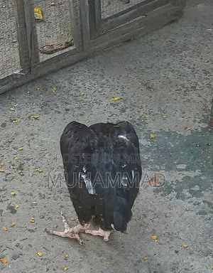 Lakha Traditional Ethnic Wear - Male and Female Clothing Options